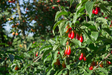 Red dogwoods Cornus fruits on a tree in the garden on a blurred background of greenery. Eco natural products, rich fruit harvest. Empty Copy space for your text. Selective soft focus. Close up macro