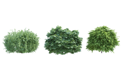 Elderberry Bottlebrush Buckeye bush shrub Staghorn Sumac set alpha channel