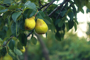Pear tree. Ripe yellow pears on a tree in the garden on a blurred background of greenery. Eco-friendly products, rich fruit harvest. Empty Copy space for your text. Selective soft focus. Close up