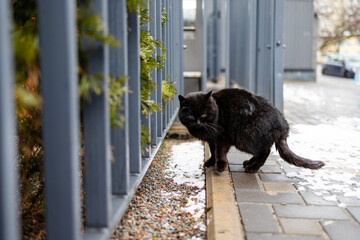 Black cat walking the city streets in winter.