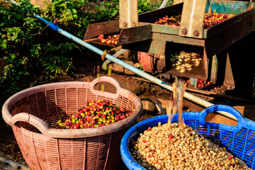 Red berries coffee bean machine process in factory