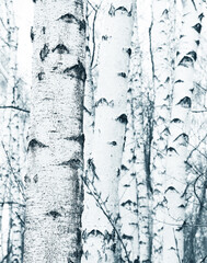 Beautiful birch trees in autumn