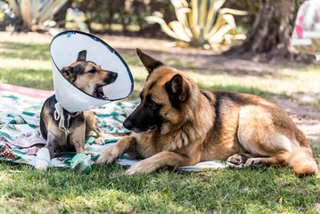 sheep dog accompanying another injured dog, with an Elizabethan collar, in the park.