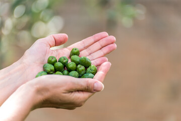 Naklejka na ściany i meble delicate hands with a handful of green olives harvested from an olive tree