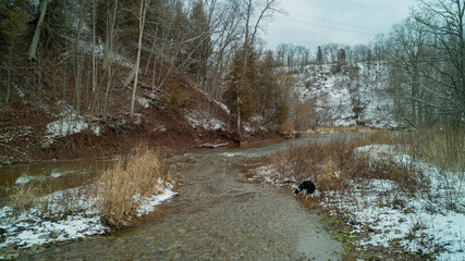Aerial shot of a border collie playing in a river valley Forest during winter