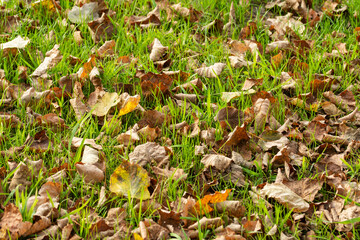 Autumn fallen leaves on a green lawn on a sunny clear day. Autumn.