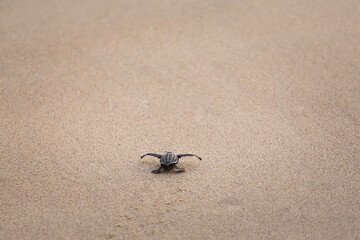 Releasing baby turtles on Mexico beach