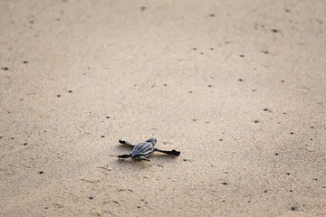 Releasing baby turtles on Mexico beach