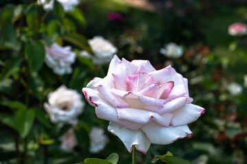 Pink Roses in the International Rose Test Garden of Portland, OR