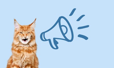 Funny cute domestic cat screams in megaphone.