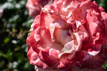 Pink Roses in the International Rose Test Garden of Portland, OR