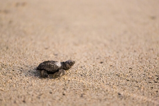 Releasing baby turtles on Mexico beach