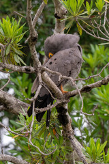 Gymnogène d'Afrique,.Polyboroides typus,  African Harrier Hawk, Afrique du Sud