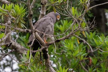 Gymnogène d'Afrique,.Polyboroides typus,  African Harrier Hawk, Afrique du Sud