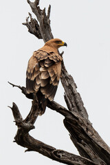 Aigle pomarin,.Clanga pomarina, Lesser Spotted Eagle