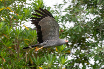 Gymnogène d'Afrique,.Polyboroides typus,  African Harrier Hawk, Afrique du Sud