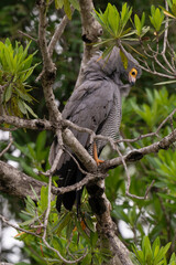Gymnogène d'Afrique,.Polyboroides typus,  African Harrier Hawk, Afrique du Sud
