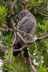 Gymnogène d'Afrique,.Polyboroides typus,  African Harrier Hawk, Afrique du Sud