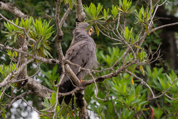 Gymnogène d'Afrique,.Polyboroides typus,  African Harrier Hawk, Afrique du Sud