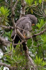 Gymnogène d'Afrique,.Polyboroides typus,  African Harrier Hawk, Afrique du Sud