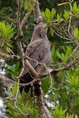 Gymnogène d'Afrique,.Polyboroides typus,  African Harrier Hawk, Afrique du Sud