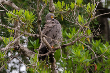 Gymnogène d'Afrique,.Polyboroides typus,  African Harrier Hawk, Afrique du Sud