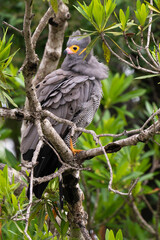 Gymnogène d'Afrique,.Polyboroides typus,  African Harrier Hawk, Afrique du Sud