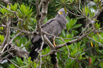 Gymnogène d'Afrique,.Polyboroides typus,  African Harrier Hawk, Afrique du Sud