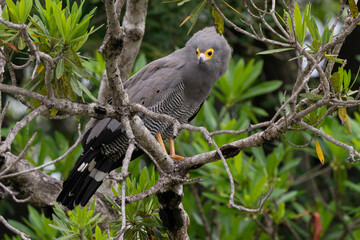 Gymnogène d'Afrique,.Polyboroides typus,  African Harrier Hawk, Afrique du Sud