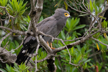 Gymnogène d'Afrique,.Polyboroides typus,  African Harrier Hawk, Afrique du Sud