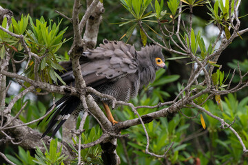 Gymnogène d'Afrique,.Polyboroides typus,  African Harrier Hawk, Afrique du Sud