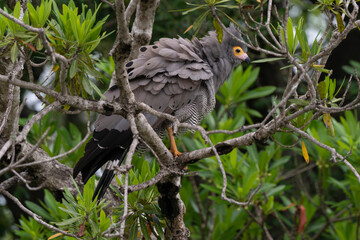 Gymnogène d'Afrique,.Polyboroides typus,  African Harrier Hawk, Afrique du Sud
