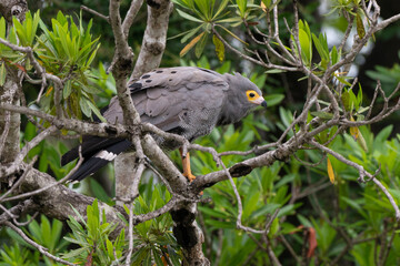 Gymnogène d'Afrique,.Polyboroides typus,  African Harrier Hawk, Afrique du Sud