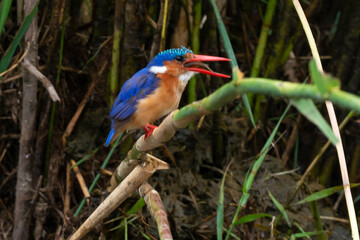 Martin pêcheur huppé,.Corythornis cristatus , Malachite Kingfisher