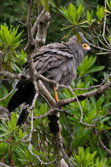 Gymnogène d'Afrique,.Polyboroides typus,  African Harrier Hawk, Afrique du Sud
