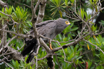 Gymnogène d'Afrique,.Polyboroides typus,  African Harrier Hawk, Afrique du Sud