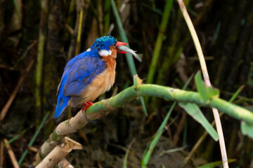 Martin pêcheur huppé,.Corythornis cristatus , Malachite Kingfisher