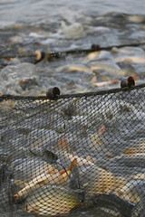 Karpfenernte, abfischen eines Karpfenteiches