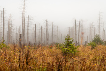 Waldsterben, abgestorbene Bäume in Nationalpark Harz, Deutschland