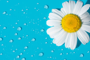 Single beautiful soft chamomile daisy flower with white petals and yellow core on blue background with little water dew drops shining on bright sunlight. Summer backdrop copy space.