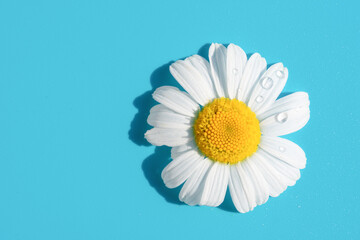 Single beautiful soft chamomile daisy flower with white petals and yellow core on blue background...