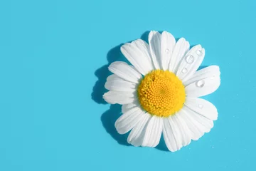  Single beautiful soft chamomile daisy flower with white petals and yellow core on blue background with little water dew drops sparkling on bright sunlight. Summer backdrop copy space. © Sunny_Smile