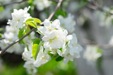 Apple tree with lots of white delicate flowers on branch on blurred bokeh background. Cultivation and harvesting in countryside, spring time season