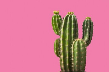 Cactus isolated on pink background. Green cactus on pink. Fashion cactus green colored on pink background. Minimalism. Creative cactus concept.. Contemporary Art gallery Style. Generative AI