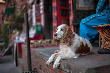 american cocker spaniel dog
