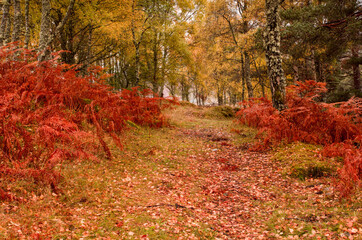 Little Garve, The Scottish Highlands