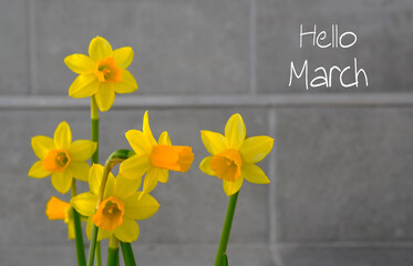 Hello March greeting card with yellow  narcissus first spring flowers in a flowerpot on a gray stone wall background.Springtime concept.