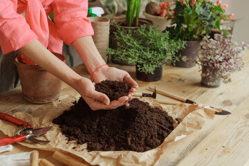 Woman gardener potting new plant and Repotting pot for House plant .Plants care concept