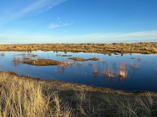 reeds in the water