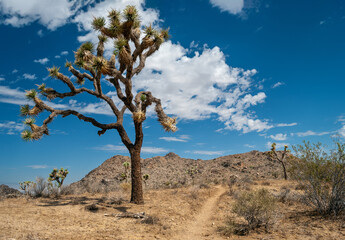 Fototapeta na wymiar Desert Path